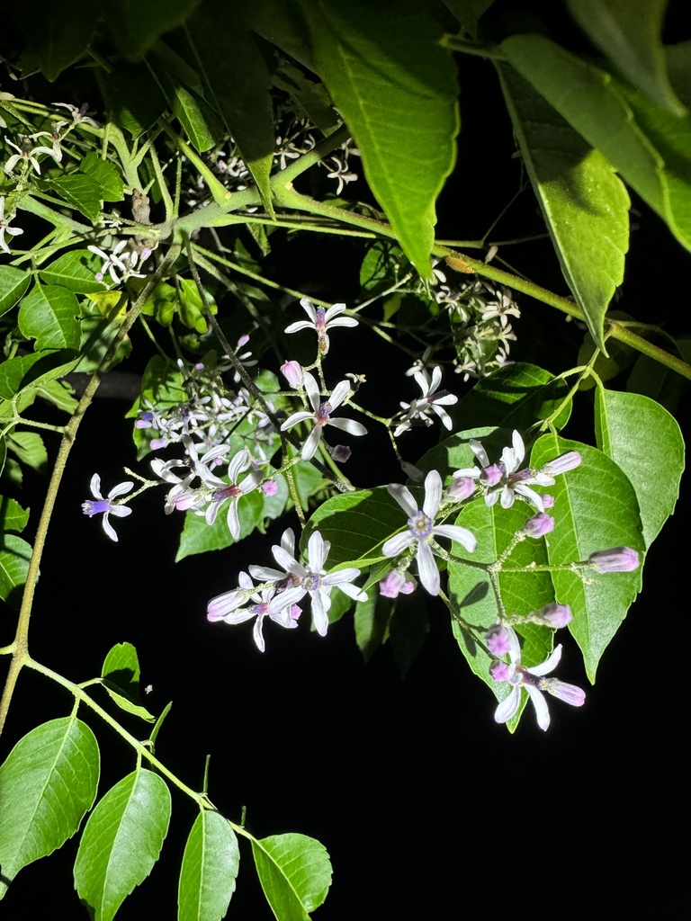 Chinaberry in September 2024 by ecologycaitlin · iNaturalist