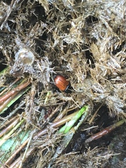 Aphodius