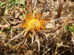 Carlina corymbosa