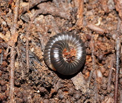 Cambalidae