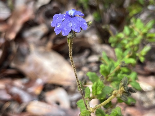 Image of Dampiera hederacea by (c) dizzyurid, some rights reserved (CC BY)