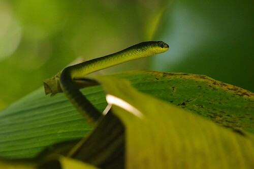 Common Tree Snake sighting