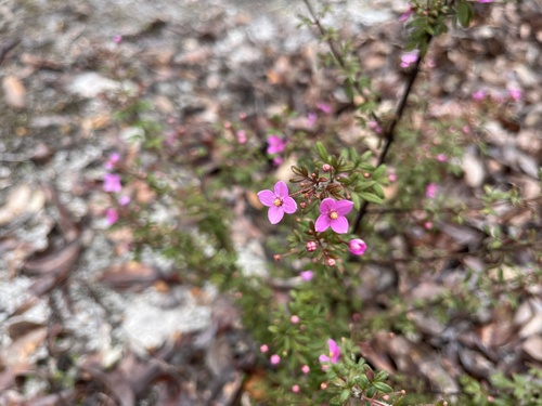 Image of Boronia gracilipes by (c) dizzyurid, some rights reserved (CC BY)