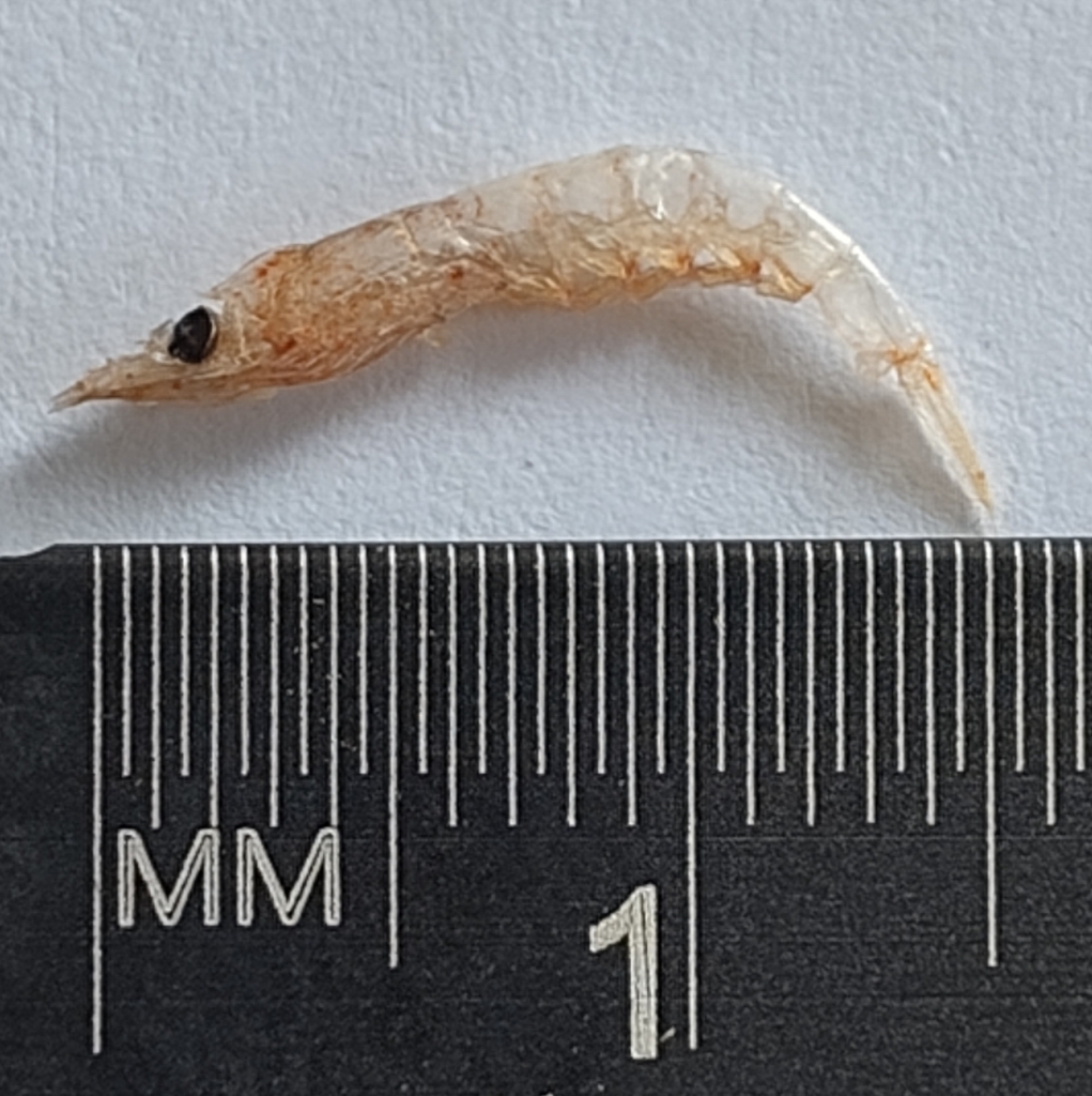 Euphausia gibboides
