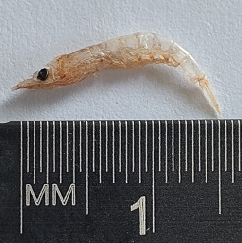 Euphausia gibboides