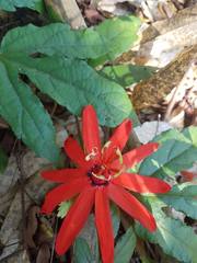 Coccinea