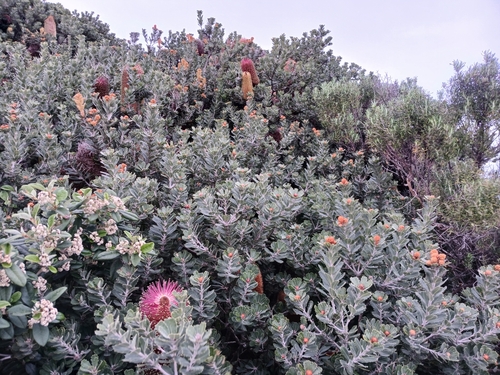 Image of Banksia praemorsa by (c) Leon Perrie, some rights reserved (CC BY)