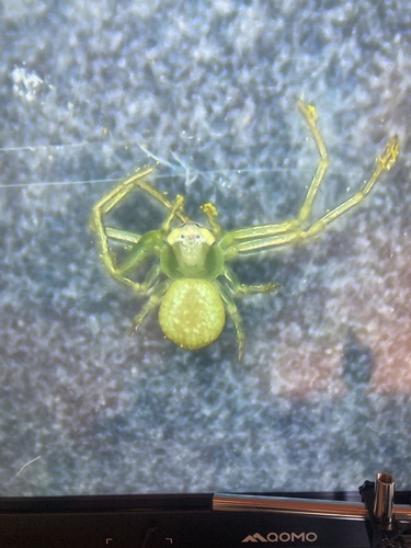 American Green Crab Spider