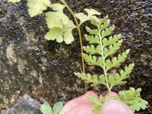 Image of Dennstaedtia wilfordii by (c) Maria Khoreva, some rights reserved (CC BY)