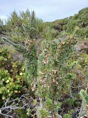 Image of Hakea ruscifolia by (c) Leon Perrie, some rights reserved (CC BY)