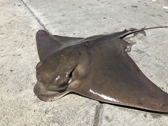 Bat Ray photo 3
