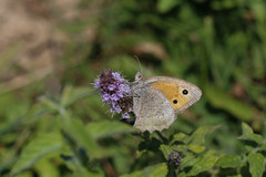 Hyponephele lycaon