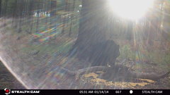 Ursus americanus machetes