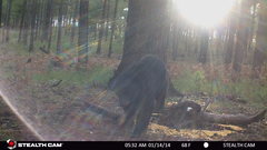 Ursus americanus machetes