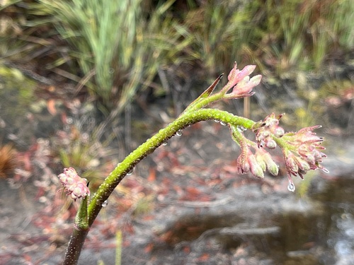 Anigozanthos flavidus