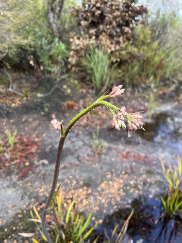 Anigozanthos flavidus
