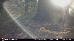 Ursus americanus machetes