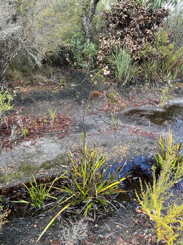 Anigozanthos flavidus