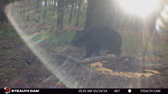 Ursus americanus machetes