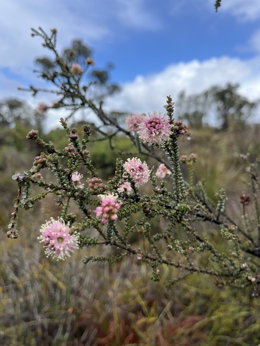 Image of Kunzea recurva by (c) dizzyurid, some rights reserved (CC BY)