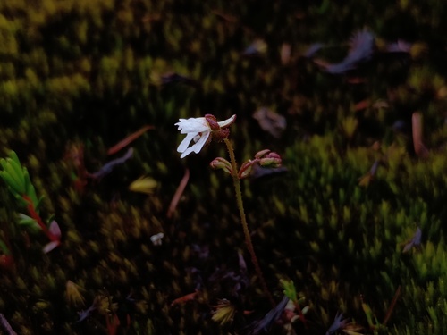 Stylidium androsaceum (Stylidium androsaceum)