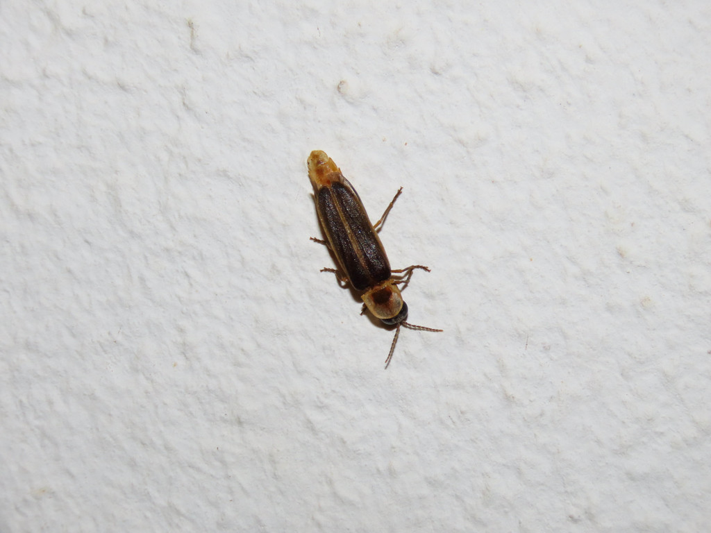 Lampyris sardiniae
