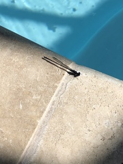 Argia translata