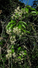 Clematis brasiliana