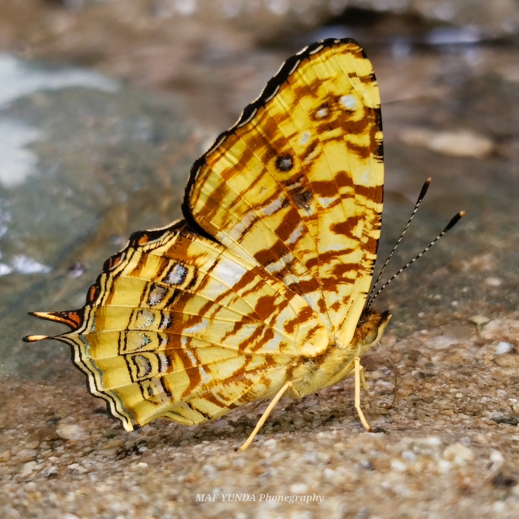Long-tailed Jester