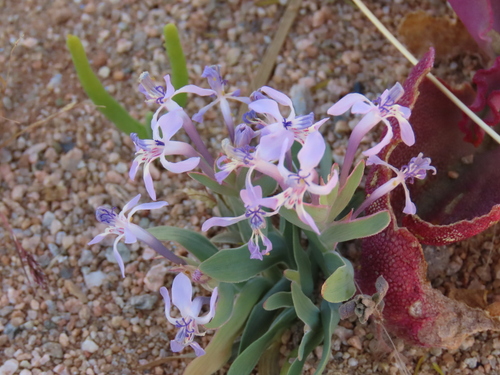 Dolomite Kabong (Lapeirousia dolomitica)