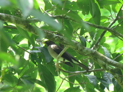 Turdus assimilis