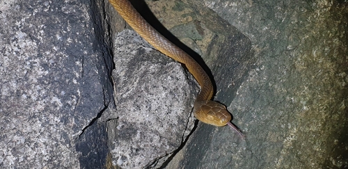 Brown Tree Snake sighting