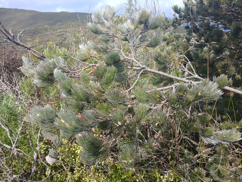 Adenanthos sericeus