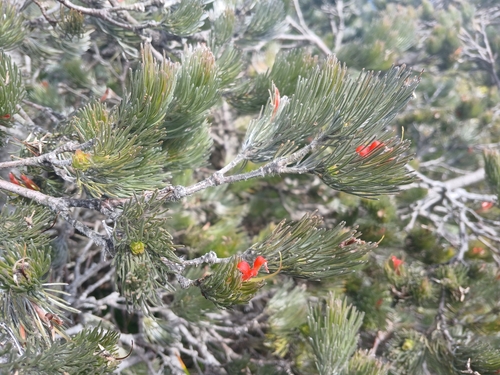 Image of Woolly Bush (Adenanthos sericeus) by (c) Leon Perrie, some rights reserved (CC BY)