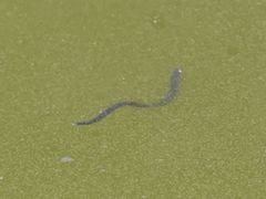 Haemopis sanguisuga
