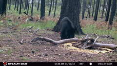 Ursus americanus machetes