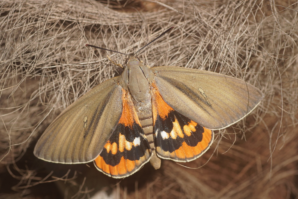 Palm Moth, photo 1 of 8