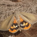 Palm Moth - Photo (c) Laurent Barthe, some rights reserved (CC BY-NC), uploaded by Laurent Barthe