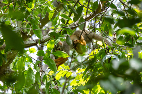 Collins' Squirrel Monkey
