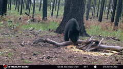 Ursus americanus machetes
