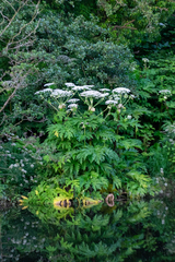 Heracleum mantegazzianum