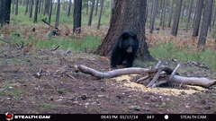 Ursus americanus machetes