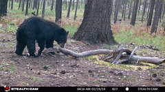 Ursus americanus machetes