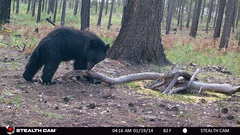 Ursus americanus machetes