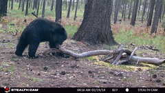 Ursus americanus machetes
