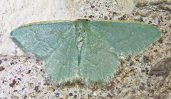Thalera pistasciaria