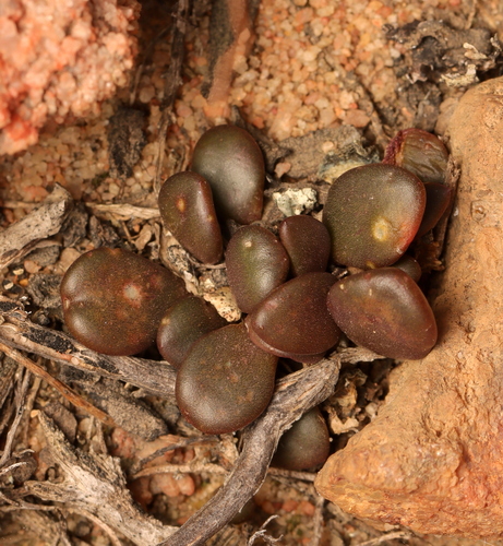 Anacampseros comptonii