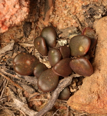 Anacampseros comptonii