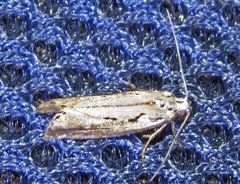 Ethmia discostrigella