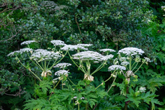 Heracleum mantegazzianum